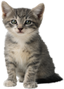 The same cleaning principles apply to cat urine as they do to removing dog urine.