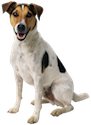 We need to consider how much damage the dog has done, before we decide on the best method in removing the urine.